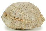 Inflated Fossil Tortoise (Stylemys) - South Dakota #373014-2